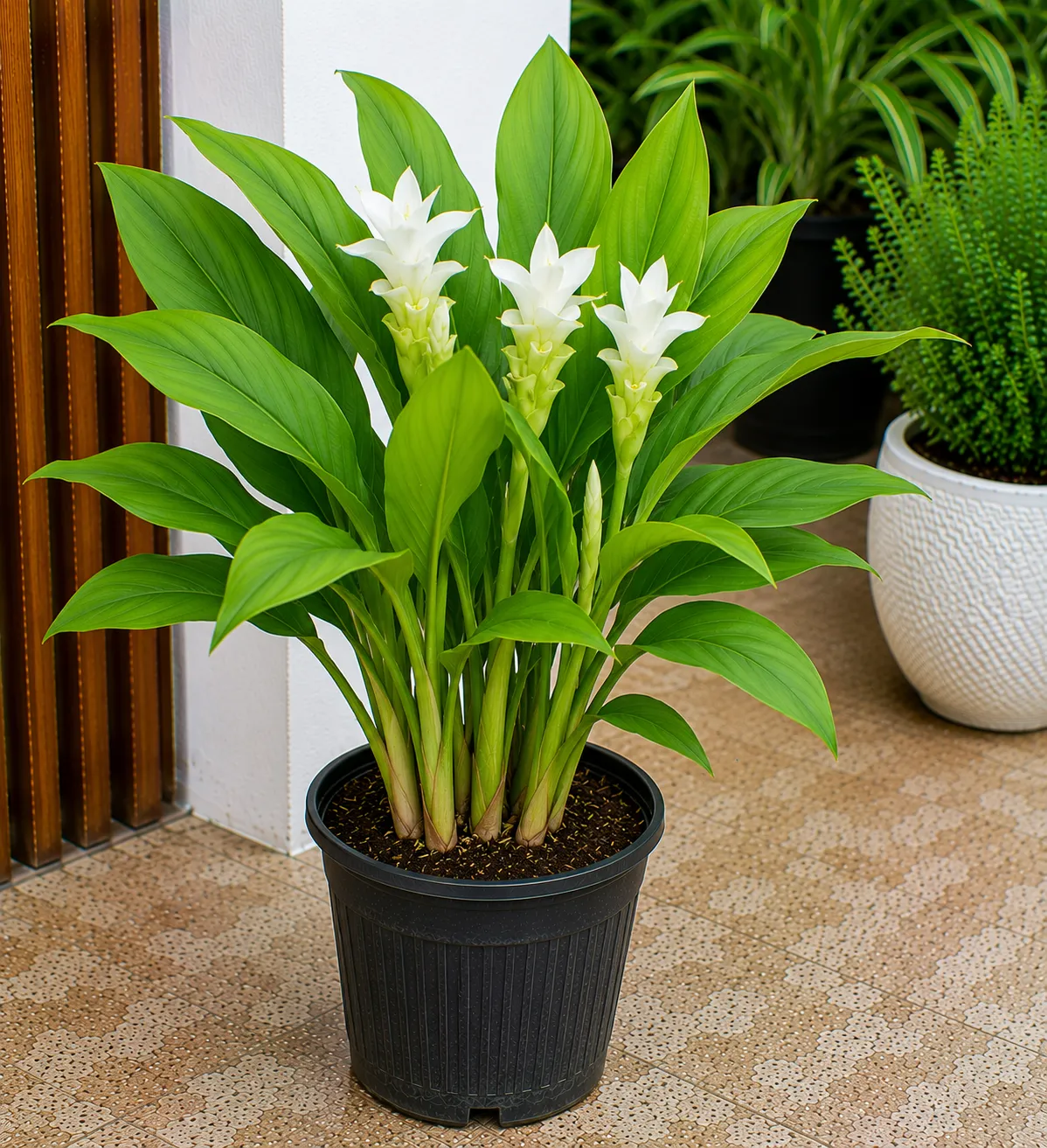 White Turmeric